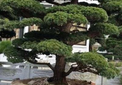 罗汉松施肥技巧