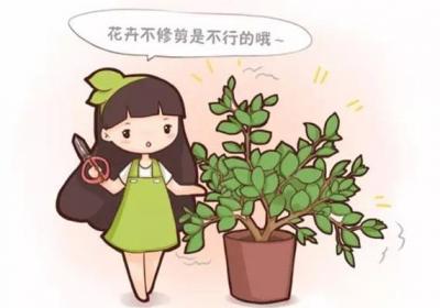 春天花卉这样剪,2个月后花满枝头