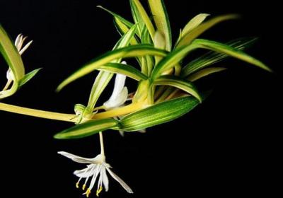蛋壳加点醋,保你的花四季绿油油