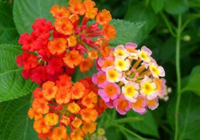 五色梅怎么养能多开花