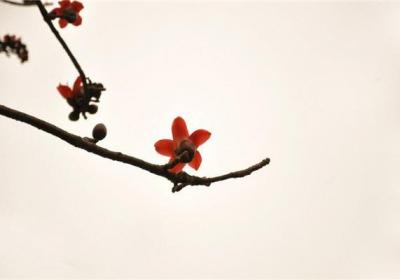 木棉怎么嫁接繁殖