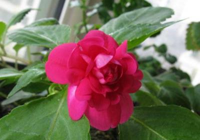 茶花凤仙的养殖方法