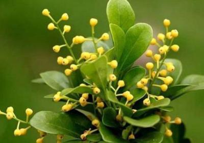 怎样让米兰花天天开花