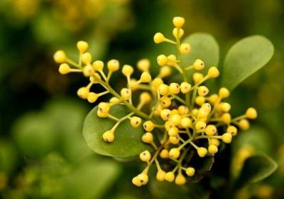 米兰花的开花期施肥