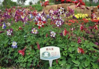 耧斗菜怎么繁殖