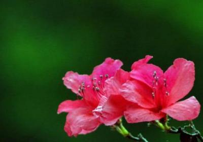 杜鹃花冬天怎么养活