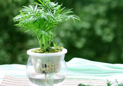 袖珍椰子怎么播种繁殖