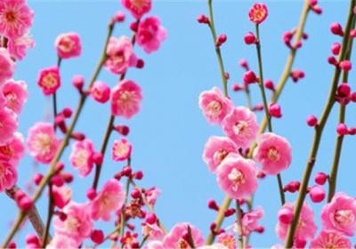 盆栽梅花的水肥管理方法