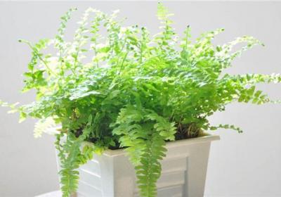波斯顿蕨的繁殖方法