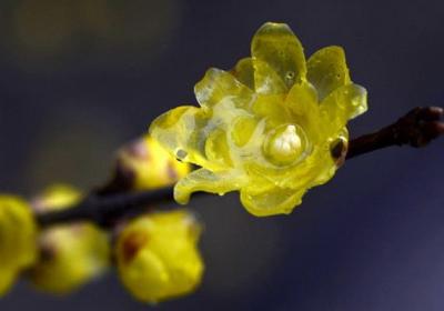 腊梅的水肥管理方法