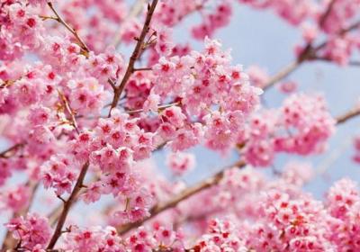 樱花开花后怎么养护