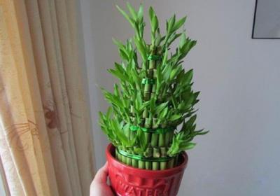 富贵竹的修剪方法