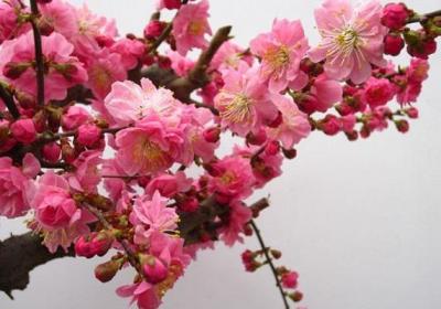 梅花秋冬催蕾养护要点
