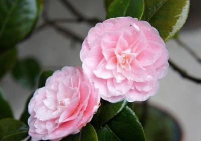 茶花促蕾的方法