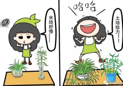 水培的吊兰富贵竹,转为土培之后长疯了