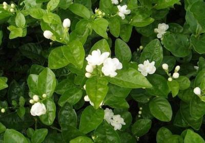 茉莉花冬天怎么养