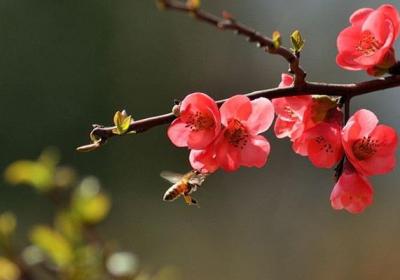 梅花早开花的技巧