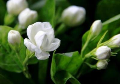 茉莉花夏天怎么养