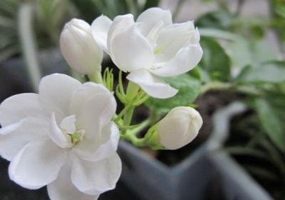 盆栽茉莉花秋冬养护关键
