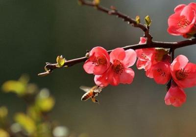 怎样让梅花春节开花