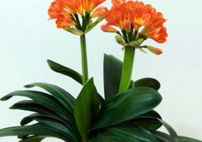 君子兰的花期养护方法