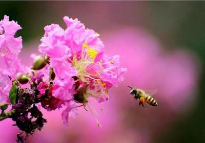 紫薇花怎么施肥
