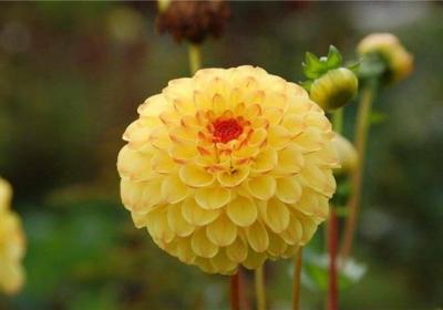 大丽花怎么播种