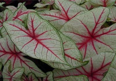 花叶芋怎么分株繁殖