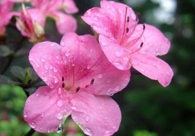 茶花杜鹃养不好,多半是你的土不行