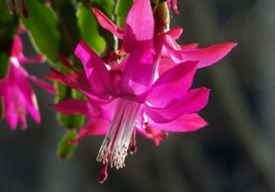 仙人指怎么养可以多开花