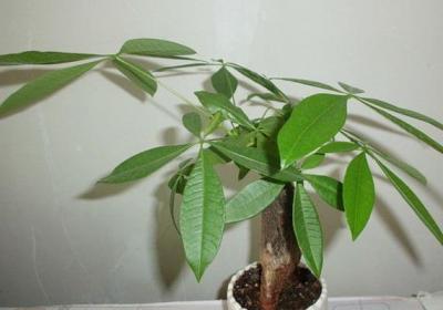 过年刚买回家的发财树蝴蝶兰怎么养