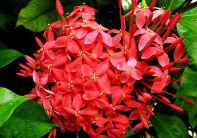 仙丹花的四季浇水方法