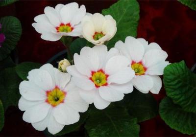 报春花的繁殖方法
