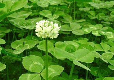 白车轴草怎么过冬