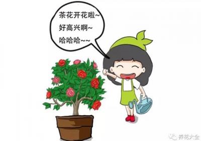 茶花养护大揭秘,过年买的茶花就这么养