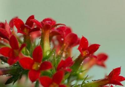 长寿花的浇水方法
