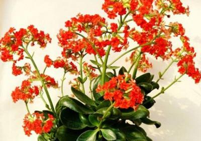 这些花现在种,2~3个月后就能赏花了