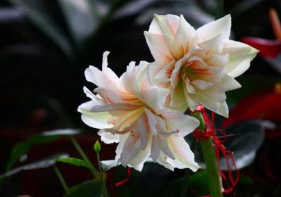 朱顶红可以在春节开花吗