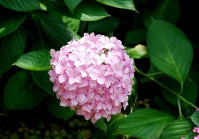 八仙花的施肥技巧