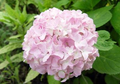 八仙花怎么矮化