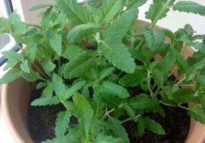 10种花卉最佳扦插时间和技巧,赶紧收藏了