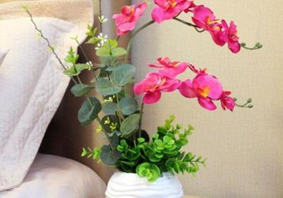 蝴蝶兰怎么催花