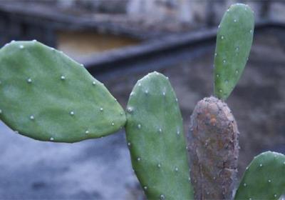 仙人掌类植物可以闷养吗