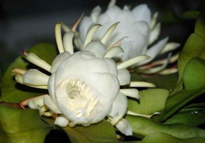 昙花怎么养可以多开花