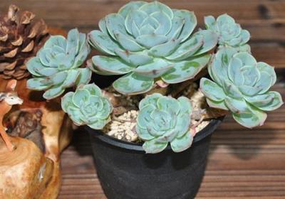 玉蝶开花吗