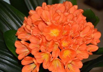 室内君子兰竟然一年开花3、4次,叶厚根壮,怎么做到的