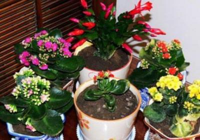 长寿花夏天怎么养护