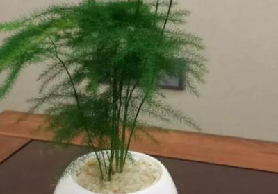 花养不养得好,要看它适不适合放在室内！