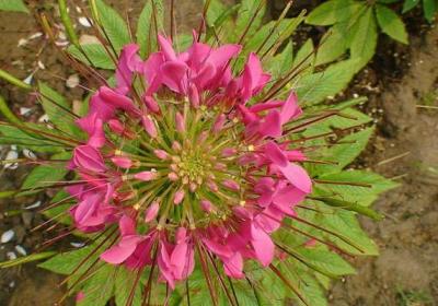 醉蝶花的养护要点