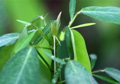 跳舞草种子怎么种
